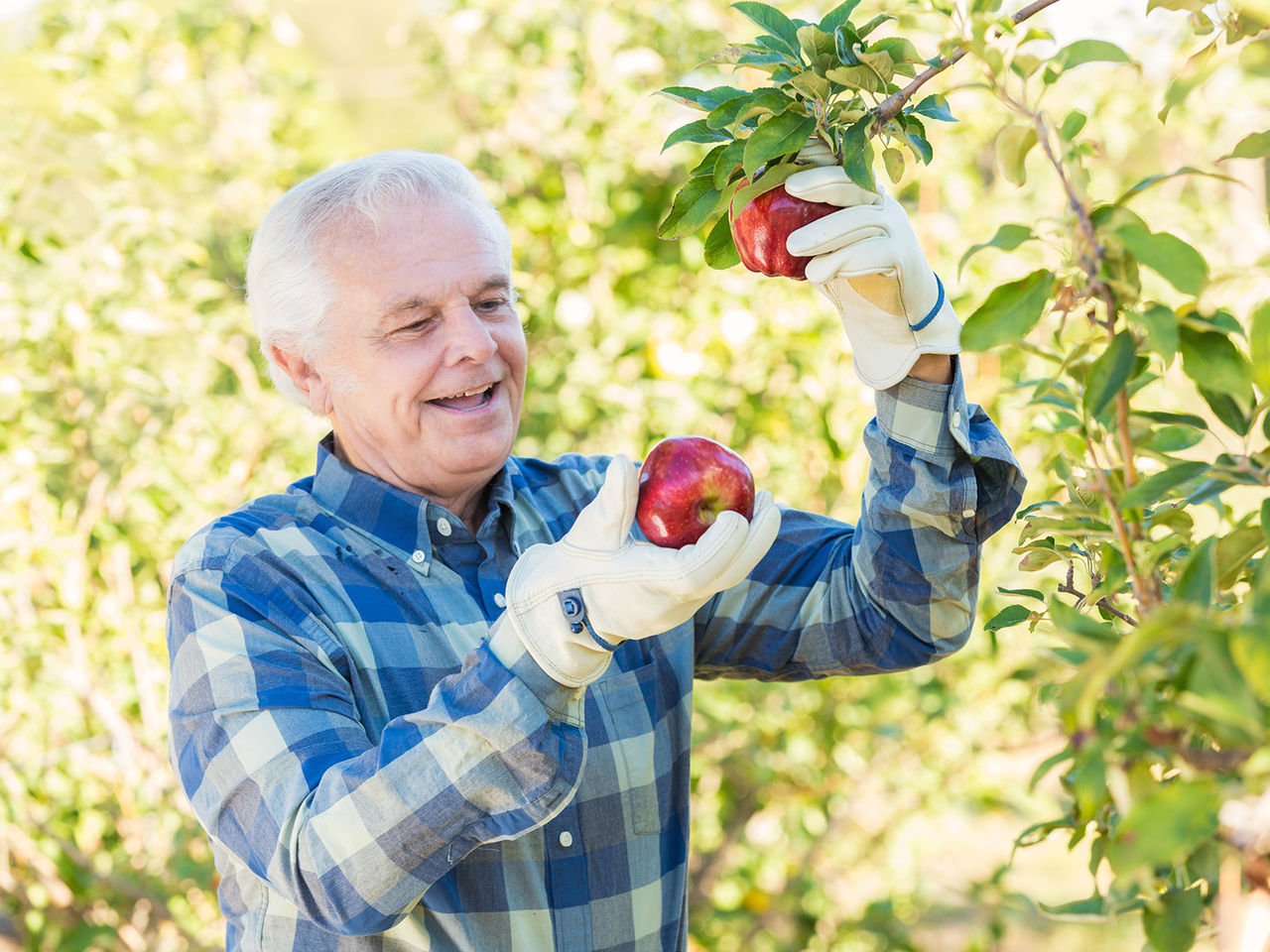 Hombre mayor recogiendo manzanas de un árbol.​​ 