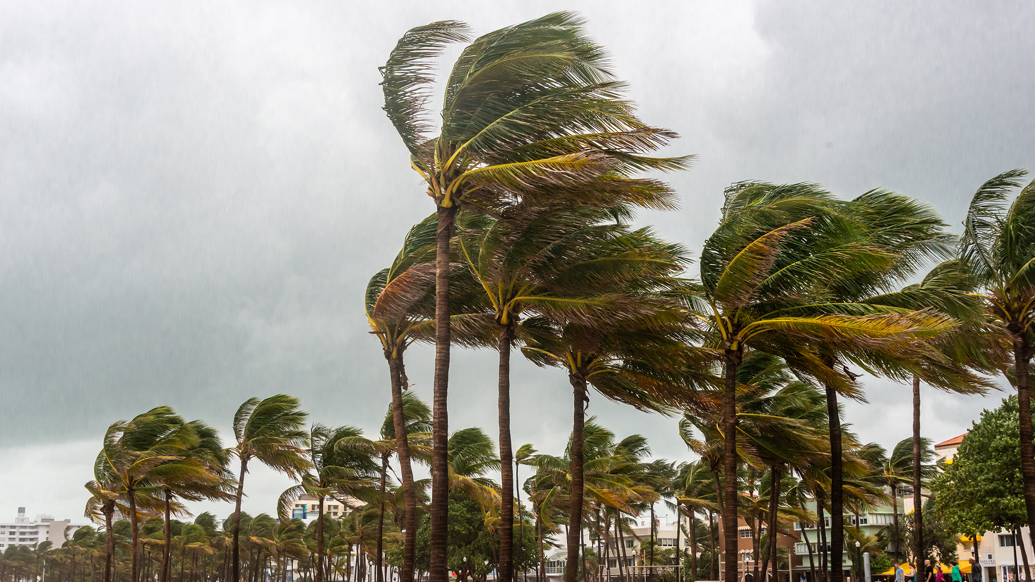 Fuertes vientos de una tormenta tropical o un huracán azotan las palmeras.​​ 