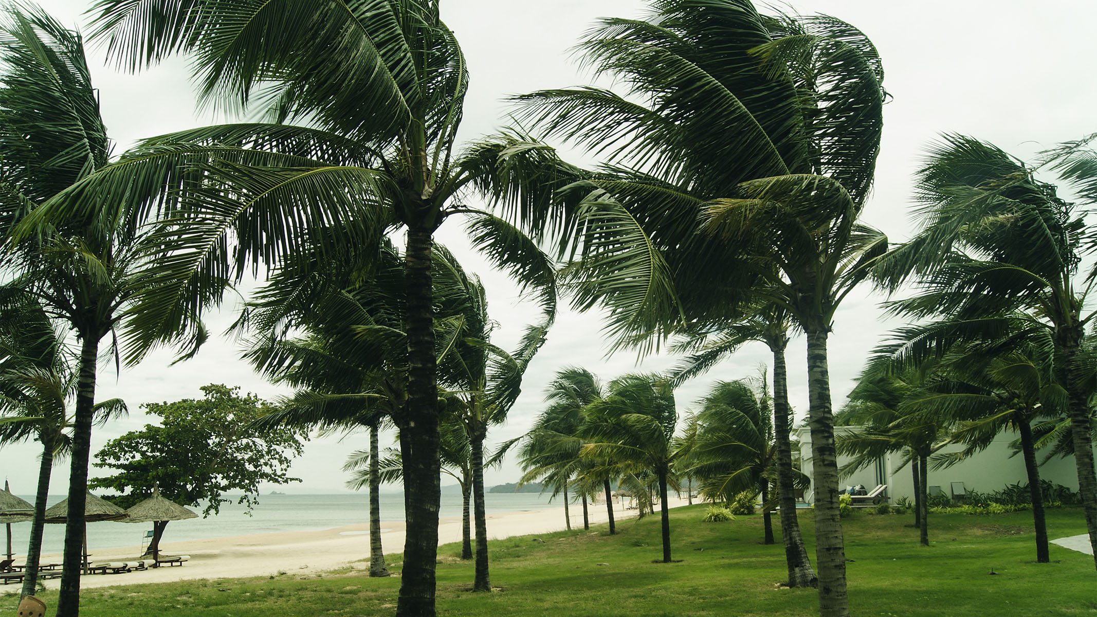 Palmeras en medio de una tormenta.​​ 
